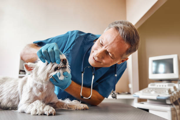 Best Emergency Treatment for Dental Infections or Abscesses in Grand Canyon Village, AZ